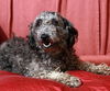 Oliver - Has been Found and is Safe!