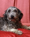 Oliver - Has been Found and is Safe!