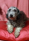 Oliver - Has been Found and is Safe!