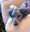 Oliver - Has been Found and is Safe!