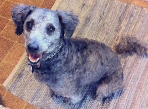 Oliver - Has been Found and is Safe!