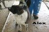 Alex