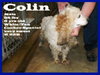 Collin