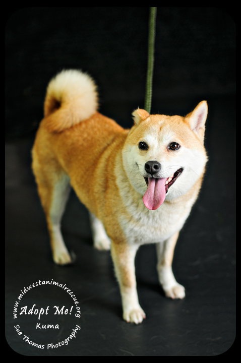 Kuma