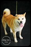 Kuma