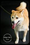 Kuma