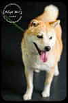 Kuma