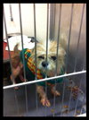 Charlie-Shih Tzu