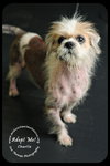 Charlie-Shih Tzu