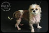 Charlie-Shih Tzu