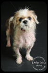 Charlie-Shih Tzu