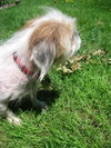 Charlie-Shih Tzu