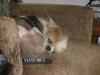 Charlie-Shih Tzu