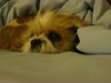 Charlie-Shih Tzu