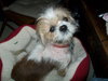 Charlie-Shih Tzu