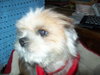 Charlie-Shih Tzu