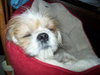 Charlie-Shih Tzu