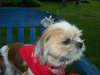 Charlie-Shih Tzu