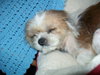 Charlie-Shih Tzu