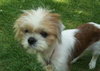 Charlie-Shih Tzu
