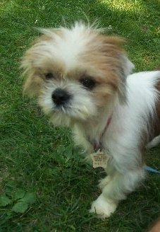 Charlie-Shih Tzu
