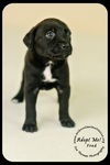 Fred Puppy