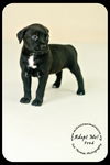 Fred Puppy