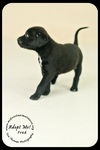 Fred Puppy