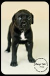 Fred Puppy