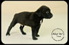 Fred Puppy