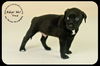 Fred Puppy