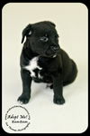 BamBam Puppy