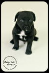 BamBam Puppy