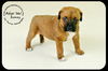Barney Puppy