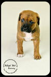 Barney Puppy