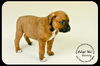 Barney Puppy