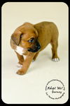Barney Puppy