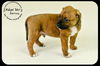 Barney Puppy