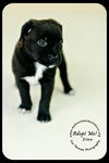 Dino puppy