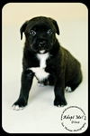 Dino puppy