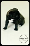 Dino puppy