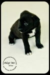 Dino puppy