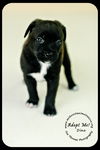 Dino puppy