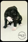 *Wilma Puppy - Urgent foster needed