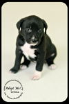 *Wilma Puppy - Urgent foster needed