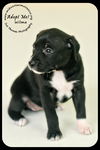 *Wilma Puppy - Urgent foster needed