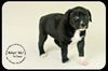 *Wilma Puppy - Urgent foster needed