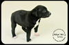 *Wilma Puppy - Urgent foster needed
