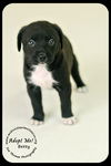 Betty Puppy