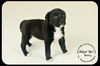 Betty Puppy
